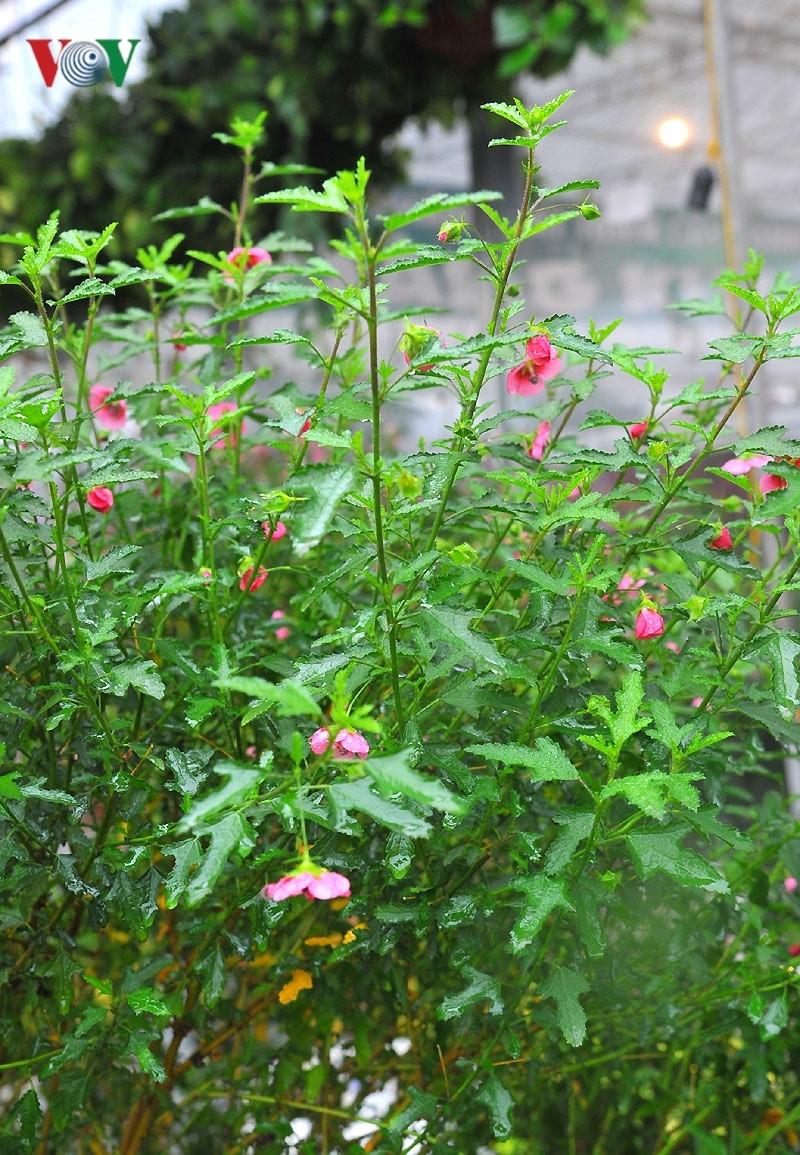 Khách mua cẩm quỳ chơi Tết cũng không phải chăm sóc quá kỳ công.