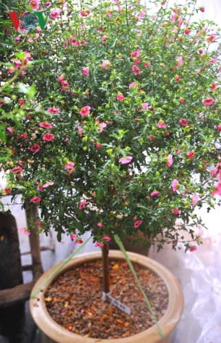 Chị Hân, chủ một siêu thị hoa cây cảnh ở khu vực làng hoa Xuân Quan (huyện Văn Giang, tỉnh Hưng Yên), cho biết loại hoa này đang được nhiều khách đặt mua về chơi Tết năm nay.