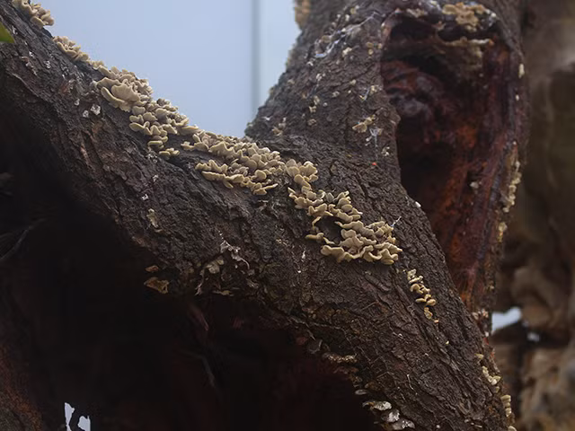 Chủ vườn ghép thêm đá thêm nhằm tạo thế và giúp cây vững chãi hơn. Gốc đào này theo chủ vườn bán có giá hơn 100 triệu, có người trả 80 triệu nhưng chưa bán. Còn nếu khách muốn thuê cũng được, chủ vườn sẽ đáp ứng mọi yêu cầu của khách hàng nếu giá cả hợp lý.