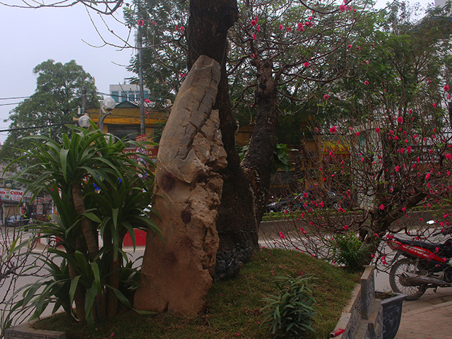 Trên thân cây hiện nay hoa đã nở rất nhiều, có cả hoa ghép đặc trưng của đào Nhật Tân và hoa của chính gốc đào tự nhiên. Trên thân xuất hiện một vài điểm có hoa tự nhiên khiến cây đào thêm phần độc đáo. Rất nhiều người qua đây phải trầm trồ khen ngơi với cây đào có dáng độc và lạ này. Đồng thời khâm phục bàn tay của chủ vườn kì công tạo nên được cây đào đẹp như vậy. Nhiều người dừng lại để chiêm ngưỡng và lưu lại những hình ảnh quý về cây đào thân mục.