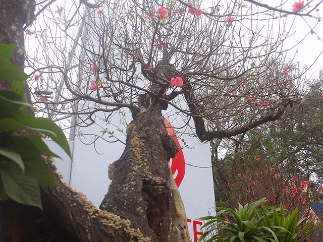 Trên đường Lạc Long Quân còn xuất hiện nhiều gốc đào khác cũng có giá hàng chục triệu đồng. Nhiều công ty, gia đình sẵn sàng bỏ tiền thuê hoặc mua luôn các gốc đào để chơi tết.