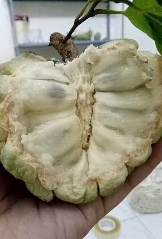 Trong thu qua tuong khong con ai an, bat ngo thu 700 trieu