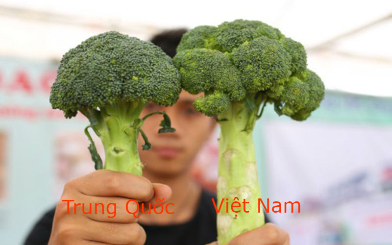 Nhận biết 4 dấu hiệu súp lơ tắm hóa chất Nhan biet 4 dau hieu sup lo tam hoa chat