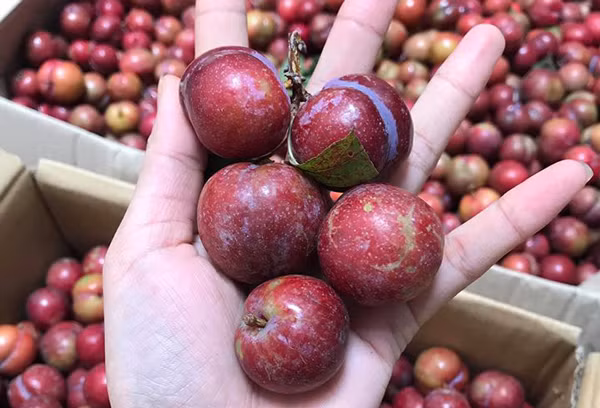 Dan ta lua dan minh, hang doc ben Tau ruoc ve hai nhau-Hinh-2