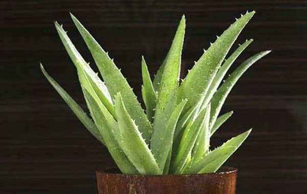 Trong bep trong ngay cay nay, tien thi nhau do ao ao