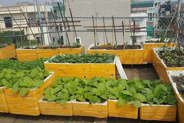 Sân thượng được chị Bình khéo léo bố trí các thùng xốp rất ngăn nắp, sạch sẽ để trồng rau. Chị Bình cho biết, việc trồng trong thùng xốp có rất nhiều ưu điểm như chi phí thấp nhưng lại tương đối bền, chứa được nhiều đất nên cung cấp được nhiều dinh dưỡng cho cây phát triển.