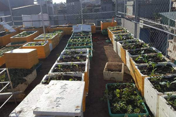 Công việc làm vườn của chị cũng nhận được sự ủng hộ rất nhiệt tình từ người chồng. " Anh dành thời gian làm ròng rọc để kéo đất lên, tư vấn giúp chị làm thêm khung lưới chắc chắn để trồng các loại cây leo giàn, trộn đất, vận chuyển đất, chăm sóc và dọn dẹp vườn rau. Cũng vì có người làm cùng và có cùng sở thích nên chị lại có thêm hứng thú để tiếp tục làm vườn" - chị Bình tâm sự.