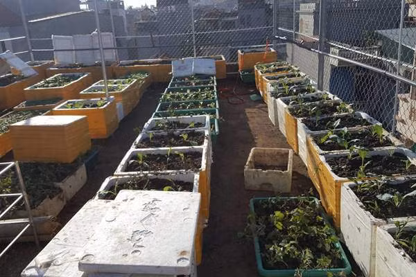 Công việc làm vườn của chị cũng nhận được sự ủng hộ rất nhiệt tình từ người chồng. " Anh dành thời gian làm ròng rọc để kéo đất lên, tư vấn giúp chị làm thêm khung lưới chắc chắn để trồng các loại cây leo giàn, trộn đất, vận chuyển đất, chăm sóc và dọn dẹp vườn rau. Cũng vì có người làm cùng và có cùng sở thích nên chị lại có thêm hứng thú để tiếp tục làm vườn" - chị Bình tâm sự.