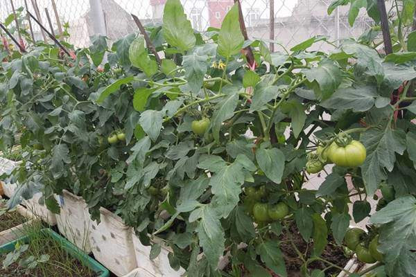 Để rau quả được tươi tốt, chị thường đập đất tơi nhỏ, phơi cho khô và trộn đất với trấu hun, phân bò khô, phân lân cá, vôi. Bên cạnh đó, chị học cách ủ phân xanh, tận dụng nguồn chất thải hữu cơ để tạo phân bón cho rau, bảo vệ môi trường.