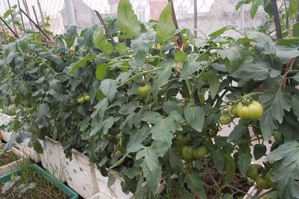 Để rau quả được tươi tốt, chị thường đập đất tơi nhỏ, phơi cho khô và trộn đất với trấu hun, phân bò khô, phân lân cá, vôi. Bên cạnh đó, chị học cách ủ phân xanh, tận dụng nguồn chất thải hữu cơ để tạo phân bón cho rau, bảo vệ môi trường.