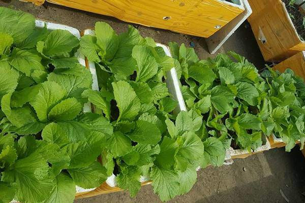 Thành quả sau bao ngày tháng chăm sóc của chị Bình.