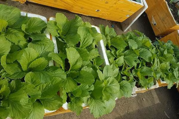 Thành quả sau bao ngày tháng chăm sóc của chị Bình.