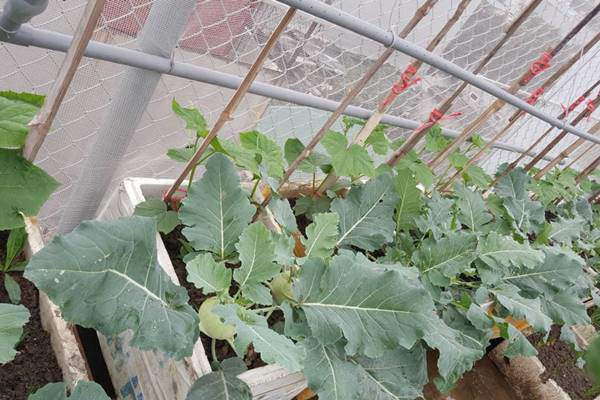 Vì trồng rau sạch nên chị cũng thường xuyên kiểm tra cây, chăm bắt sâu vào mỗi buổi sáng và chiều tối. Nếu cây nào có xuất hiện rầy chị sẽ bỏ cây đó hoặc có thể phun dung dịch tỏi ớt để trị.