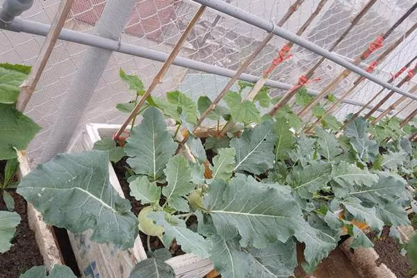 Vì trồng rau sạch nên chị cũng thường xuyên kiểm tra cây, chăm bắt sâu vào mỗi buổi sáng và chiều tối. Nếu cây nào có xuất hiện rầy chị sẽ bỏ cây đó hoặc có thể phun dung dịch tỏi ớt để trị.