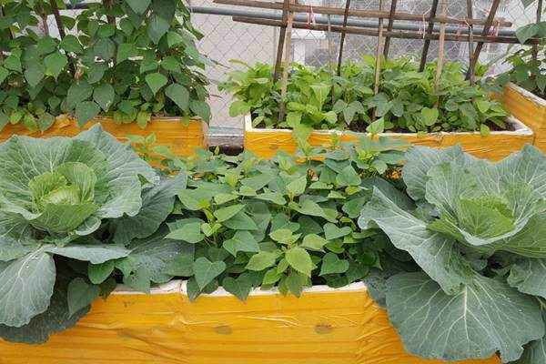 Những thùng xốp mơn mởn xanh tươi.