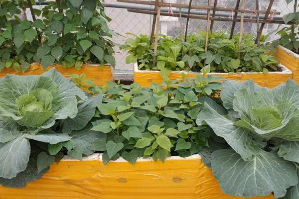 Những thùng xốp mơn mởn xanh tươi.