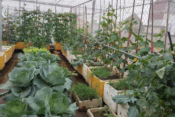 Trên sân thượng, chị trồng rất nhiều loại rau, chủ yếu trồng các loại theo mùa. Vào mùa hè chị trồng các loại rau như mồng tơi, dền, rau muống...Mùa đông, chị chuyển sang trồng các loại cải, bắp cải, xà lách, su hào, cà chua...Mùa nào thức ấy, khu vườn nhà chị lúc nào cũng đầy ắp rau quả sạch.