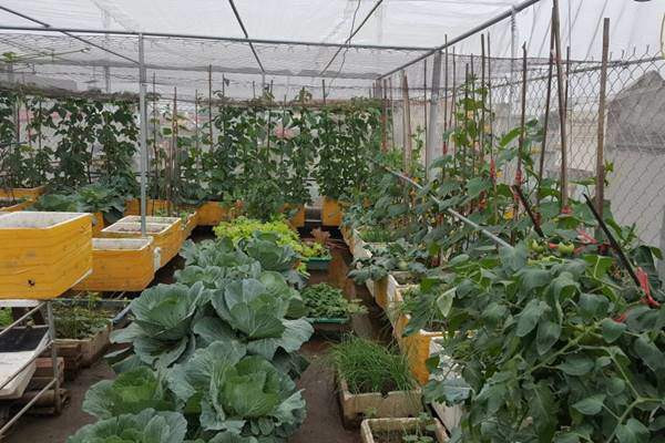 Chị Hồ Thị Bình (TP. Thanh Hóa) hiện đang sở hữu vườn rau xanh 15m2 sân thượng tầng 3 và 60m2 sân thượng tầng 4 của gia đình. Nhìn khoảng không gian ngập tràn rau xanh này, chắc chắn rằng nhiều người sẽ bị "mê hoặc" ngay tức thì. Nhờ có vườn rau xanh mà đến nay gia đình chị không phải lo về nguồn rau sạch cho những bữa ăn hằng ngày.