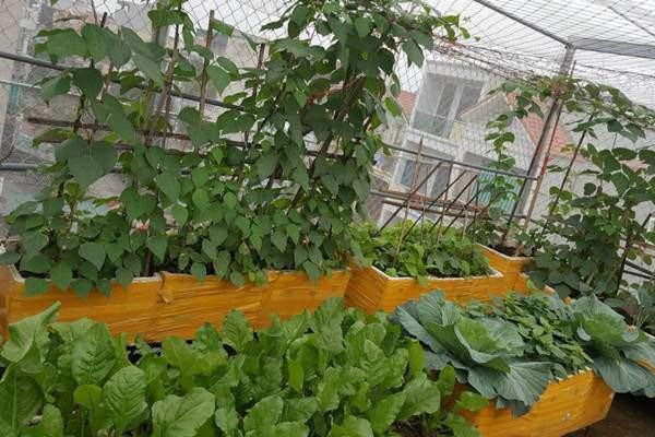 Việc làm vườn đã đem đến cho chị Bình niềm vui trong cuộc sống, giúp chị cảm thấy thư giãn và yêu đời hơn sau những giờ giảng dạy trên lớp. Với chị, khu vườn là nơi chứa đựng tình yêu, sự cố gắng và cũng là niềm tự hào của chị mỗi ngày.