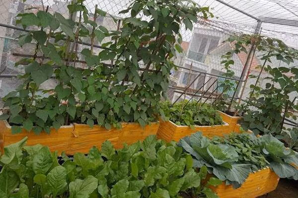 Việc làm vườn đã đem đến cho chị Bình niềm vui trong cuộc sống, giúp chị cảm thấy thư giãn và yêu đời hơn sau những giờ giảng dạy trên lớp. Với chị, khu vườn là nơi chứa đựng tình yêu, sự cố gắng và cũng là niềm tự hào của chị mỗi ngày.