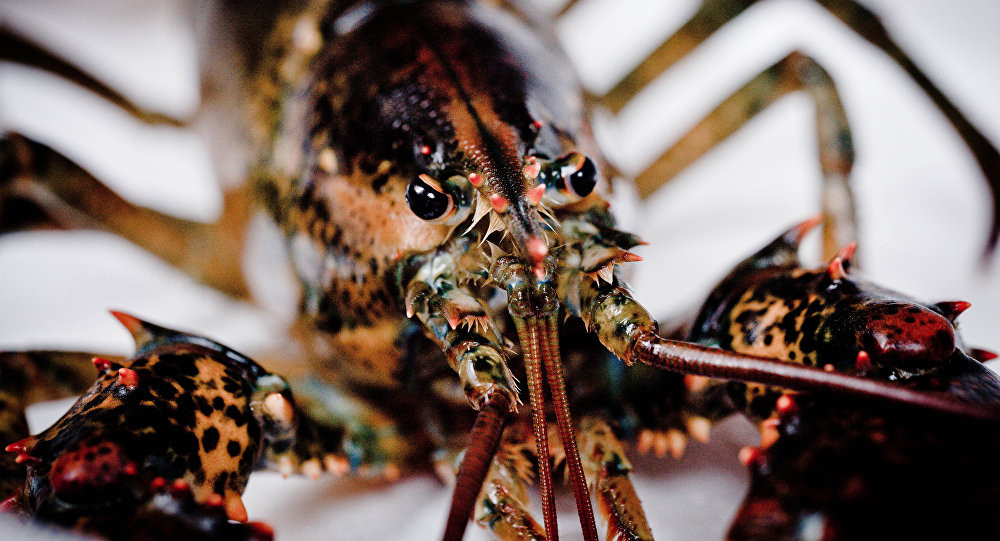 La lung: My se dung tom, ca de phat hien tau ngam