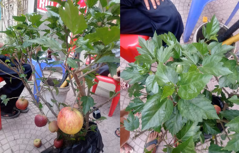 Sieu pham don Tet Ky Hoi: Tao triu qua tren cay dam but