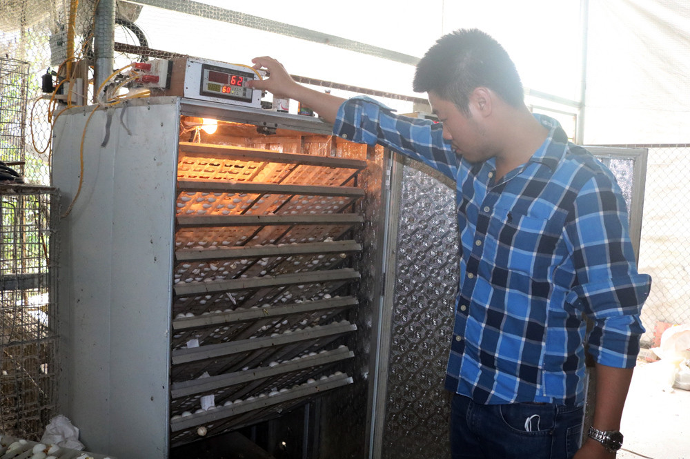 Du hoc o Uc 4 nam, chang trai ve nuoc nuoi chim-Hinh-2