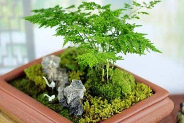 5 loai cay phong thuy chieu tai dat dau tien ao ao ve do-Hinh-3