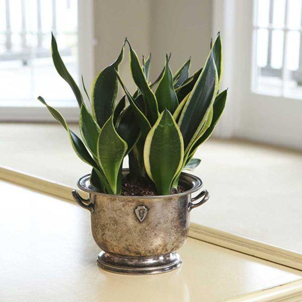 5 loai cay phong thuy chieu tai dat dau tien ao ao ve do-Hinh-2