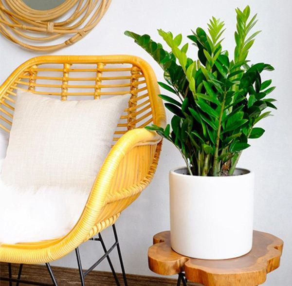 5 loai cay phong thuy chieu tai dat dau tien ao ao ve do