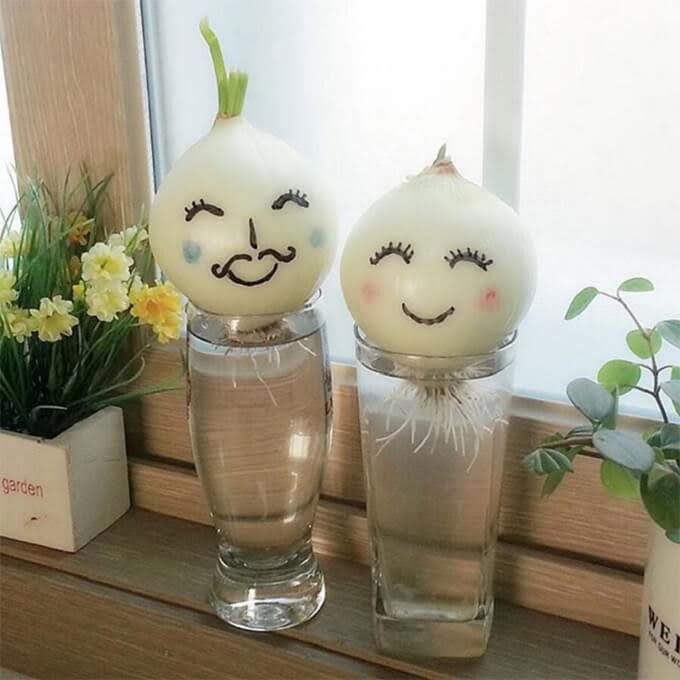 Xuất phát từ bộ phim “She was pretty“, trào lưu trồng hành tây đã trở nên phổ biến. Trong bộ phim, nam diễn viên chính đã trồng hành tây vào cốc thủy tinh để hành tây “mọc tóc, mọc râu” cho người yêu.