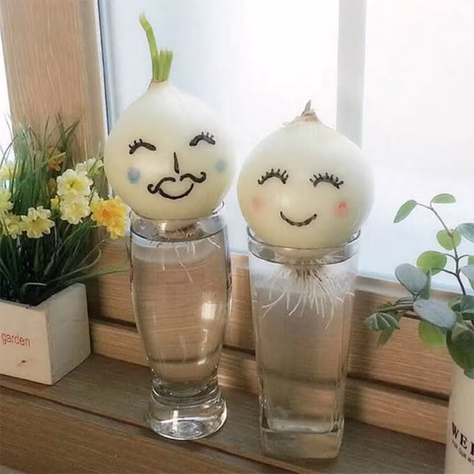 Xuất phát từ bộ phim “She was pretty“, trào lưu trồng hành tây đã trở nên phổ biến. Trong bộ phim, nam diễn viên chính đã trồng hành tây vào cốc thủy tinh để hành tây “mọc tóc, mọc râu” cho người yêu.