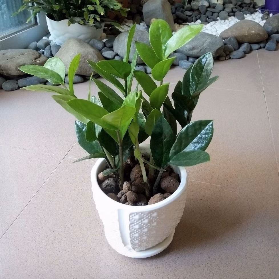 Cây kim tiền hay phát tài cũng là loại cây được nhiều người ưa chuộng. Theo phong thủy, kim tiền mang đến tài lộc, may mắn, phú quý, lịch lãm, giàu sang, tiền bạc cho gia chủ.