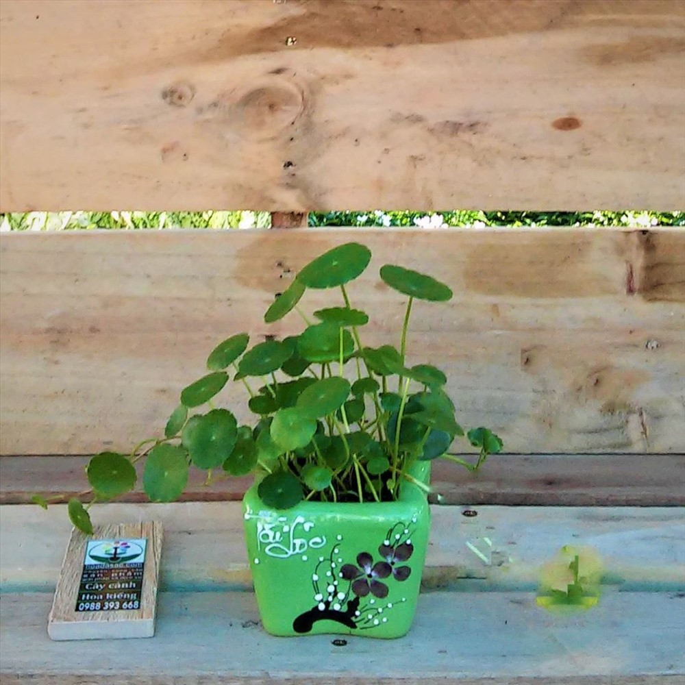 Cây đồng xu phát triển khỏe mạnh khi mỗi tuần chỉ cần tưới nước một lần.