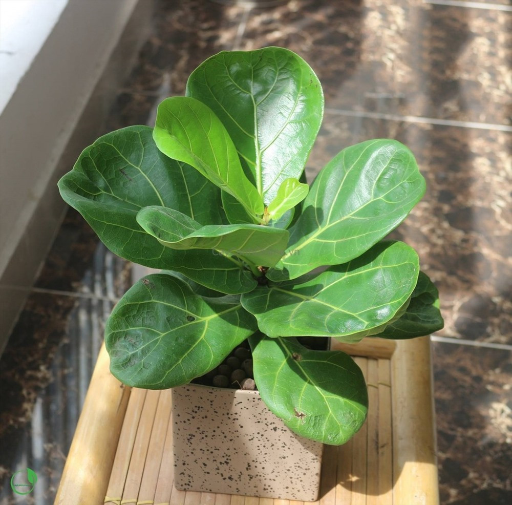 Cây Bàng Singapore phù hợp làm cây văn phòng, trang trí nội thất, cây trong nhà. Vị trí thích hợp để cây ở sảnh khách sạn, quầy thu ngân, hành lang, ban công, phòng sếp, phòng họp và làm quà tặng khai trương.