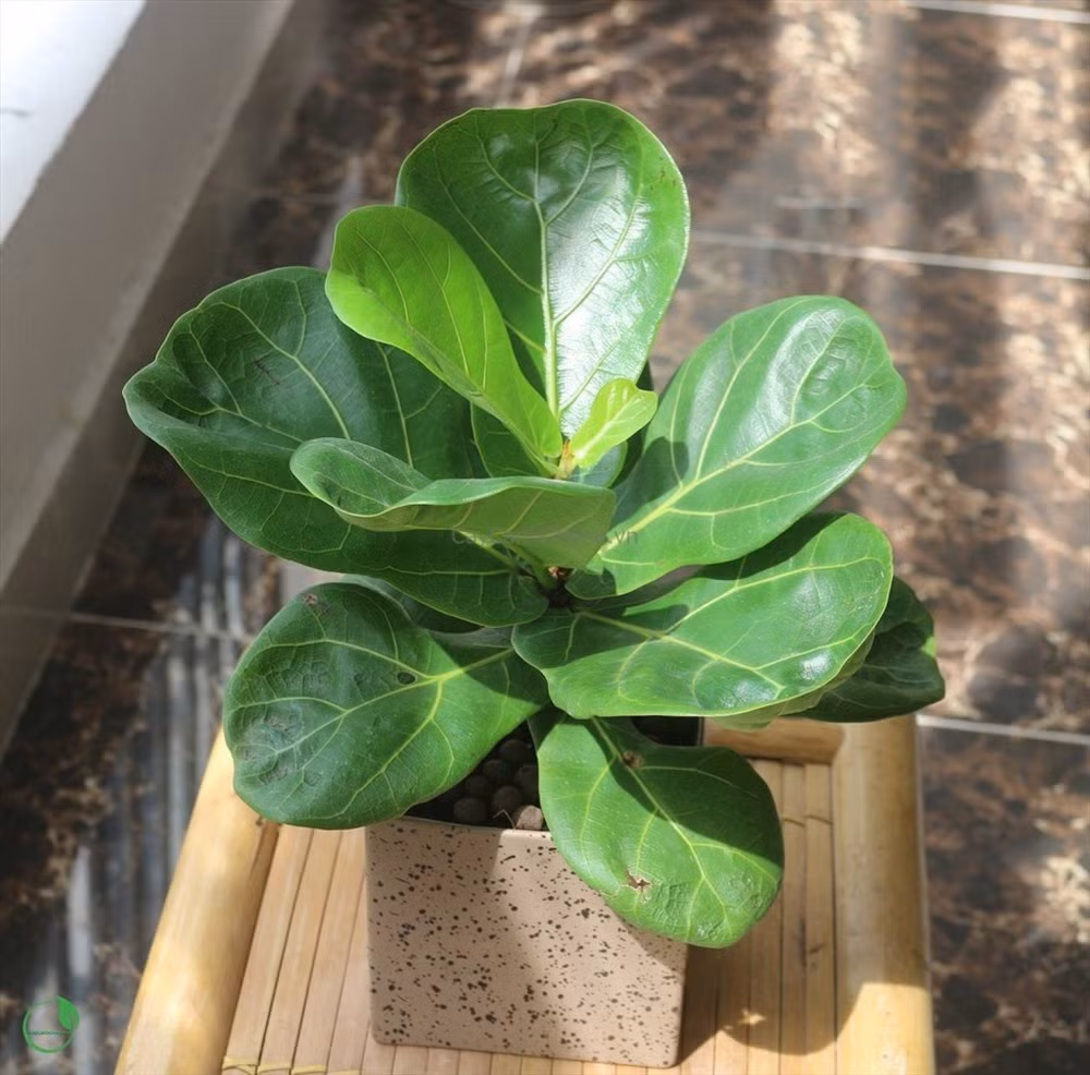 Cây Bàng Singapore phù hợp làm cây văn phòng, trang trí nội thất, cây trong nhà. Vị trí thích hợp để cây ở sảnh khách sạn, quầy thu ngân, hành lang, ban công, phòng sếp, phòng họp và làm quà tặng khai trương.