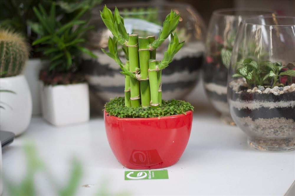 Cây phát tài còn có tên gọi là cây phất dụ hay được trưng bày trong nhà ở, nơi làm việc. Đây là loài cây có sức sống mãnh liệt dù trong điều kiện hoàn cảnh khắc nghiệt nhưng thân cây vẫn phát triển hiên ngang.