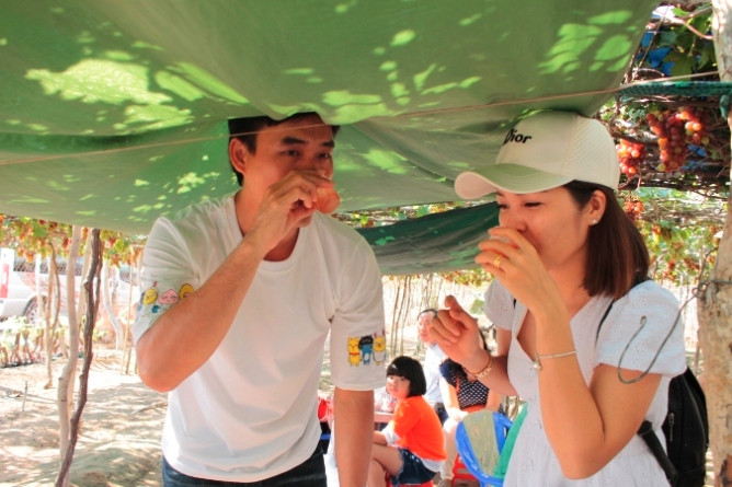 Anh Nguyễn Thành Quynh (chủ vườn nho Quynh Dung) chia sẻ: “Nhằm đáp ứng cho du khách, vườn nho 2.500m2, gia đình tôi đã đầu tư làm 3 loại nho. Thực hiện theo hình thức cuốn chiếu, các chùm nho được tuyển chọn kỹ càng và áp dụng mô hình làm nho sạch. Du khách thường khá phá đông nhất vào những ngày thứ 6 đến chủ nhật và dịp lễ, Tết du khách đến nờm nợp”.