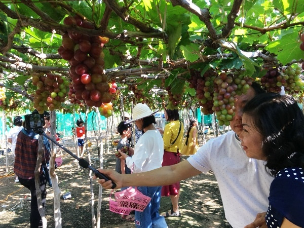 Chụp ảnh cùng vườn nho để làm kỷ niệm.