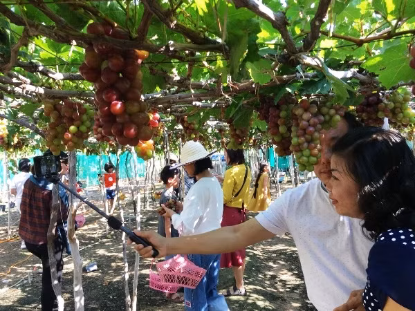 Chụp ảnh cùng vườn nho để làm kỷ niệm.