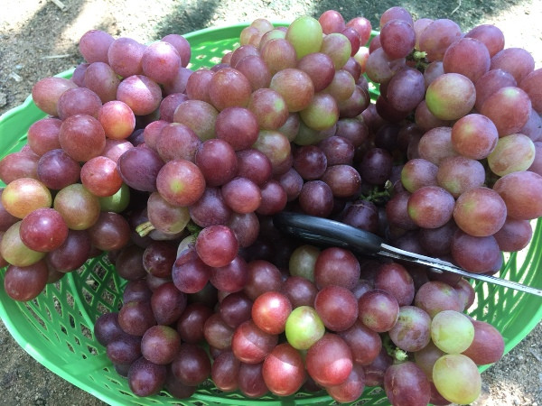 Chị Nguyễn Thị Ngọc Diệu (quê ở Đồng Nai) cho biết: “Đây là lần đầu tiên tôi đến Ninh Thuận và cảm thấy rất thích thú với vườn nho của các nông dân. Tại đây, tôi đã ăn quả nho và được chụp hình, uống rượu nho miễn phí. Những quả nho chi chít rất đẹp và trong thời gian tới tôi sẽ đến đây nhiều hơn nữa”.