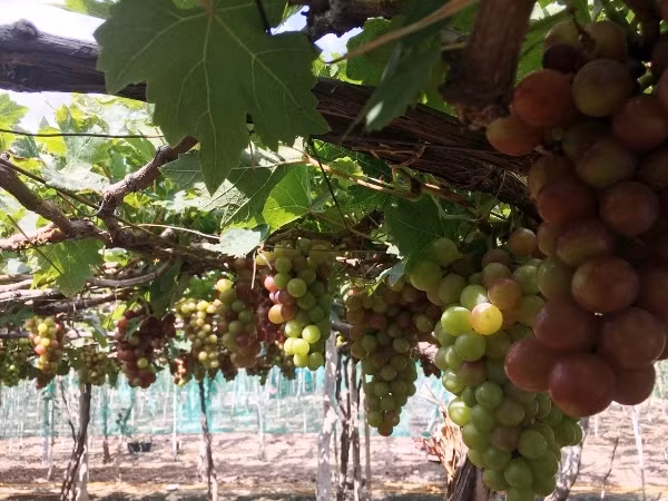 Các nhà vườn trồng nho cho biết, làng nho Thái An đã hình thành từ nhiều năm nay. Ban đầu, số lượng rất ít và đến nay số nhà vườn đã tăng đáng kể. Điểm nhấn của mô hình làng nho du lịch chính là du khách thăm quan được tự tay lựa chọn cắt những chùm nho đẹp, hương vị ngọt ngào và có thể thưởng thức quả nho tươi ngay tại vườn.