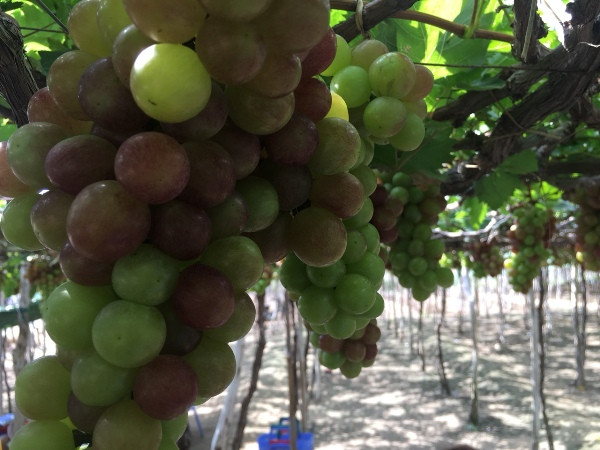 Anh Quynh nói, vào những ngày Tết phải đón từ 300 – 500 khách, thậm chí đón cả 1.000 khách/ngày, cung cấp từ 2- 2,5 tấn nho tươi vào dịp Tết. Riêng ngày thường đón từ 50 – 100 khách. Giá bán nho đỏ dao động từ 30.000 – 40.000 đồng/kg vào ngày thường và ngày Tết giá 50.000 đồng/kg. Nhờ nghề làm nho kết hợp với du lịch đã giúp cho gia đình anh có thêm nguồn thu nhập.