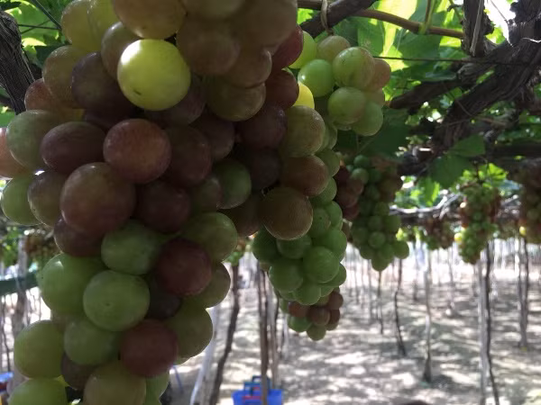 Anh Quynh nói, vào những ngày Tết phải đón từ 300 – 500 khách, thậm chí đón cả 1.000 khách/ngày, cung cấp từ 2- 2,5 tấn nho tươi vào dịp Tết. Riêng ngày thường đón từ 50 – 100 khách. Giá bán nho đỏ dao động từ 30.000 – 40.000 đồng/kg vào ngày thường và ngày Tết giá 50.000 đồng/kg. Nhờ nghề làm nho kết hợp với du lịch đã giúp cho gia đình anh có thêm nguồn thu nhập.