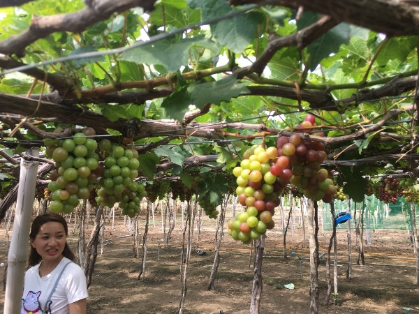 Theo lãnh đạo địa phương, làng nho Thái An có trên 180ha, với khoảng 400 hộ làm nho. Làng nho này nằm ở vị trí rất thuận lợi cho du khách, sát con đường đi du lịch vịnh Vĩnh Hy. Mô hình làm nho du lịch đang giúp cho các nông dân địa phương nâng cao thu nhập và góp phần đẩy mạnh du lịch của địa phương phát triển. Làng nho Thái An luôn mở cửa đón khách các tỉnh Bình Thuận, Bình Dương, Hà Nội, TP. Hồ Chí Minh, Đồng Nai, Khánh Hòa, Đà Lạt, Gia Lai,…