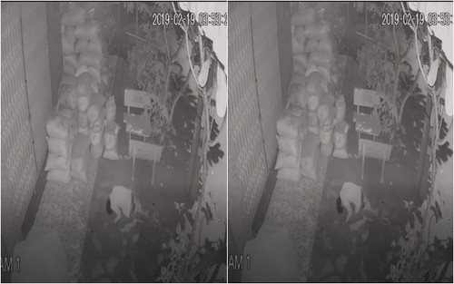 Cuom do thanh cong, nam thanh nien quay lai quy lay gia chu