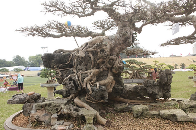 Theo chủ nhân của tác phẩm, cây có độ tuổi khoảng 50 năm. Trước là cây tám tầng (giới chơi cây gọi là cửu phẩm) để làm cây 9 ngọn nhưng do một biến cố nào đó họ chuyển dáng nên thân cây có những vết cắt “rất đau”, nhát cắt này nếu làm theo lối cũ (dáng trực) thì không đẹp. Khi chỉnh sửa anh dựa vào độ già của cây để làm được dáng hoành vì những cây tám tầng đã được trồng trong chậu, trưng bày một thời gian rất dài.