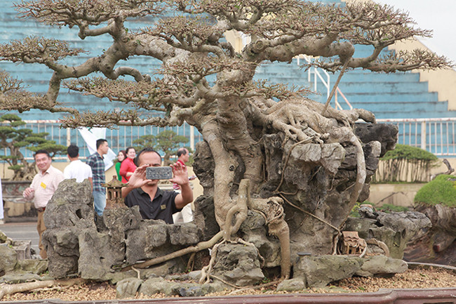 Theo chủ nhân của cây, sở dĩ tác phẩm có tên “nghênh phong phụ tự” chứ không phải “phụ tử” vì cây “tử” nằm bên ngoài chứ không phải trong lòng cây mẹ và cũng không thể cắt bỏ cây “tử” đi được.