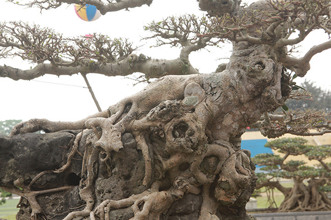 "Hai tay cành phóng sang hai bên tạo dáng cân bằng cho cây, tượng trưng cho người cha dạy dỗ, truyền lại những kinh nghiệm cho người con", anh Dũng giải thích. Cây cao tính từ mặt chậu lên ngọn khoảng 1,3m, chiều dài bông tán khoảng 1,6m. Theo giời gian, rễ cây đã “ăn” vào từng hốc đá tạo thành một bệ rễ vững chắc.