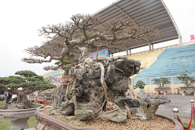 Anh Vương Xuân Nguyên (người chuyên viết cây cảnh) đánh giá, cây tuy không già nhưng mang tính nghệ thuật rất cao, cây được làm rất tỉ mỉ từ thân đến ngọn, đặc biệt bộ răm, chi rất dày. "Tôi chưa định giá vì cây rất đẹp, nếu định giá bán vào thời điểm này cây có giá khoảng 2,5 tỷ đồng", anh Dũng nói.